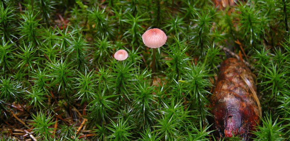 Alcune Mycena.